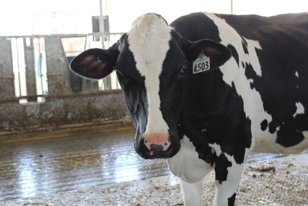 U of G Leading Global Dairy Farming Genomics Project U of G News