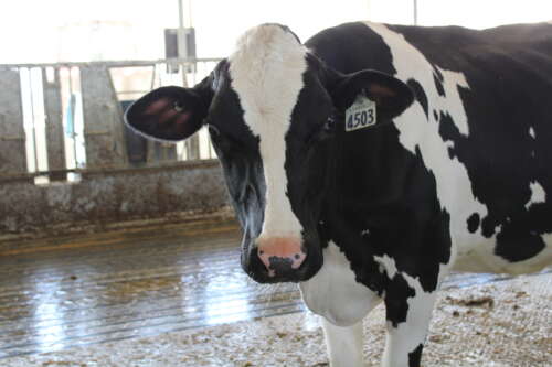 dairy cow looking at the camera with a tag in its ear