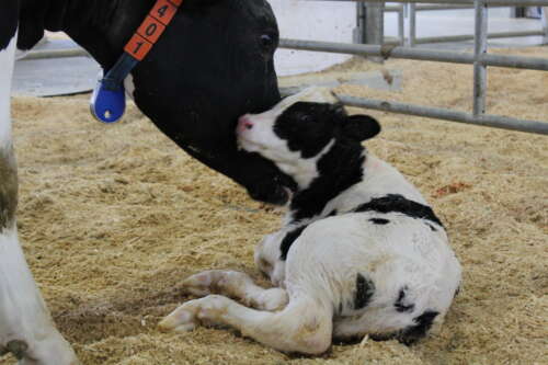 dairy cow calf being nuzzled by its mother on a bed of hay