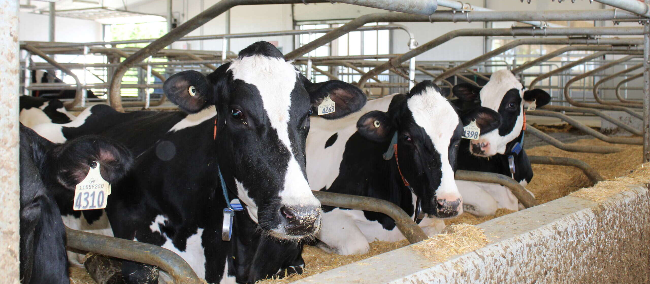 Three dairy cows sitting in their stalls at the Ontario Dairy Research Centre