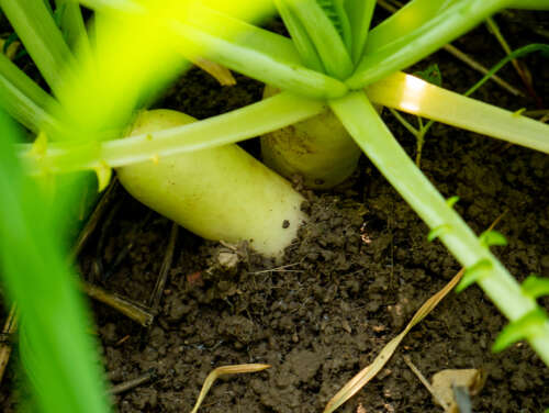 White radishes grow in rich soil