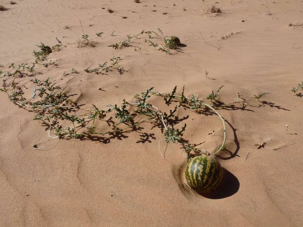 Colocynth on a vine in the sand