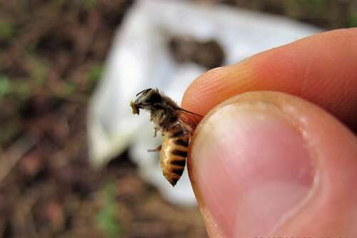 A honey bee carrying a piece of animal dung in its mouth