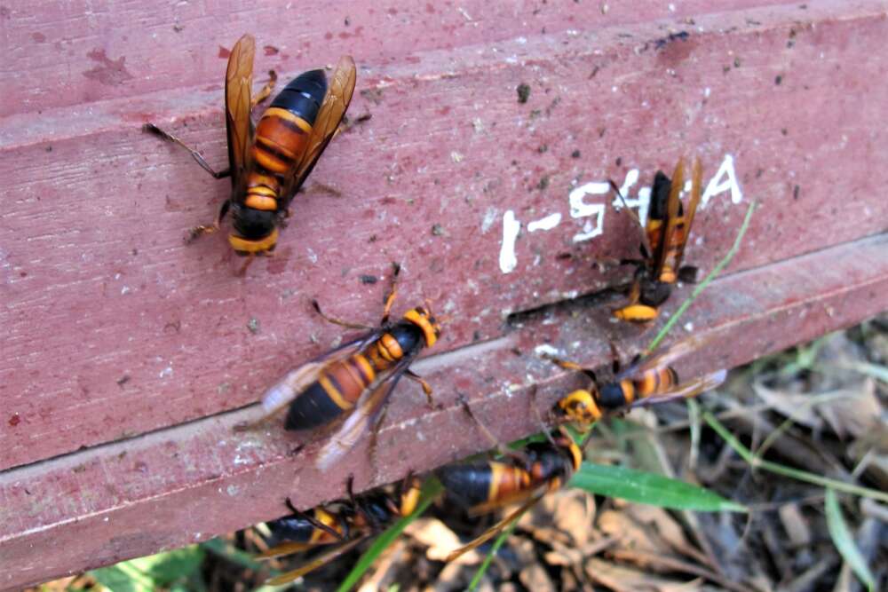 Bees Use Dung as Tool to Ward off Giant Hornet Attacks, U of G Study