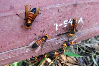 Bees Use Dung as Tool to Ward off Giant Hornet Attacks, U of G Study Finds