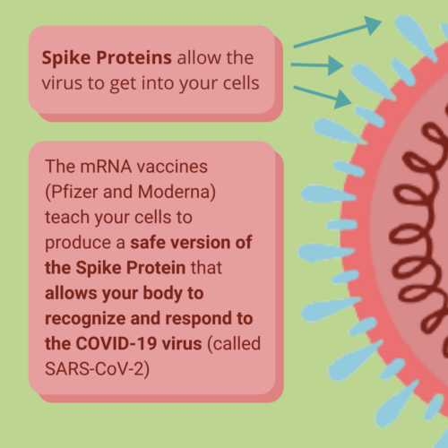 Graphic with information about COVID-19 vaccines work
