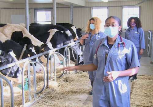 Three Black veterinary students in dairy barn