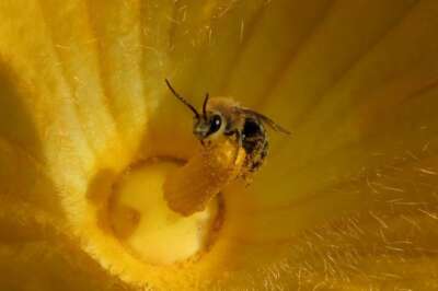 Pesticide Threatens Future for Key Pollinator: U of G Study