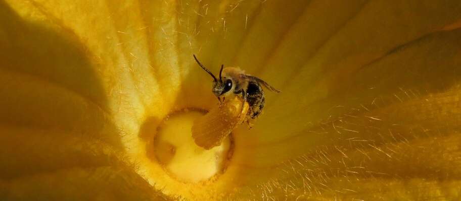 A small squash bee in a large yellow squash flower