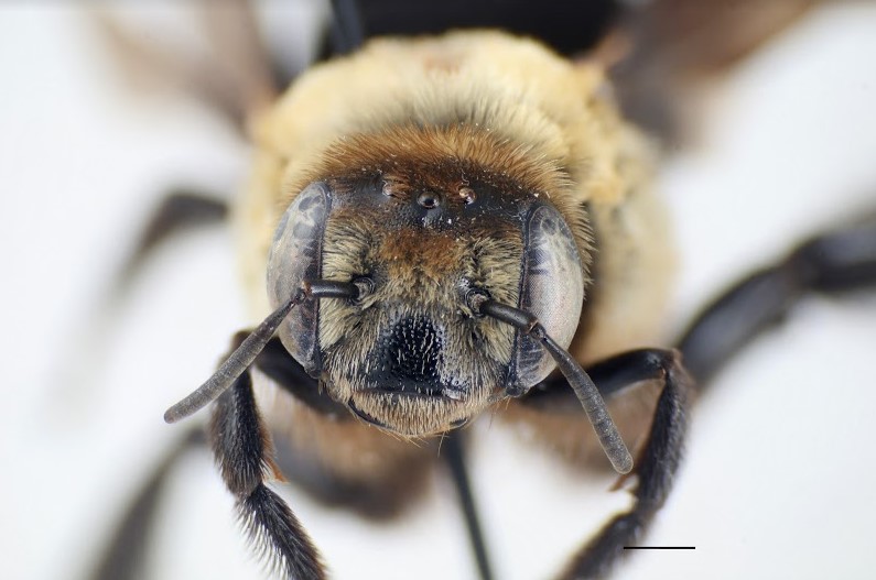 A close-up photo of a hibiscus bee