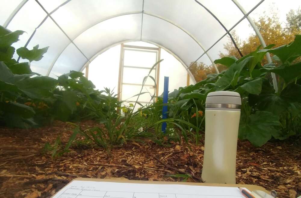 Inside a net-covered hoop house with squash plants