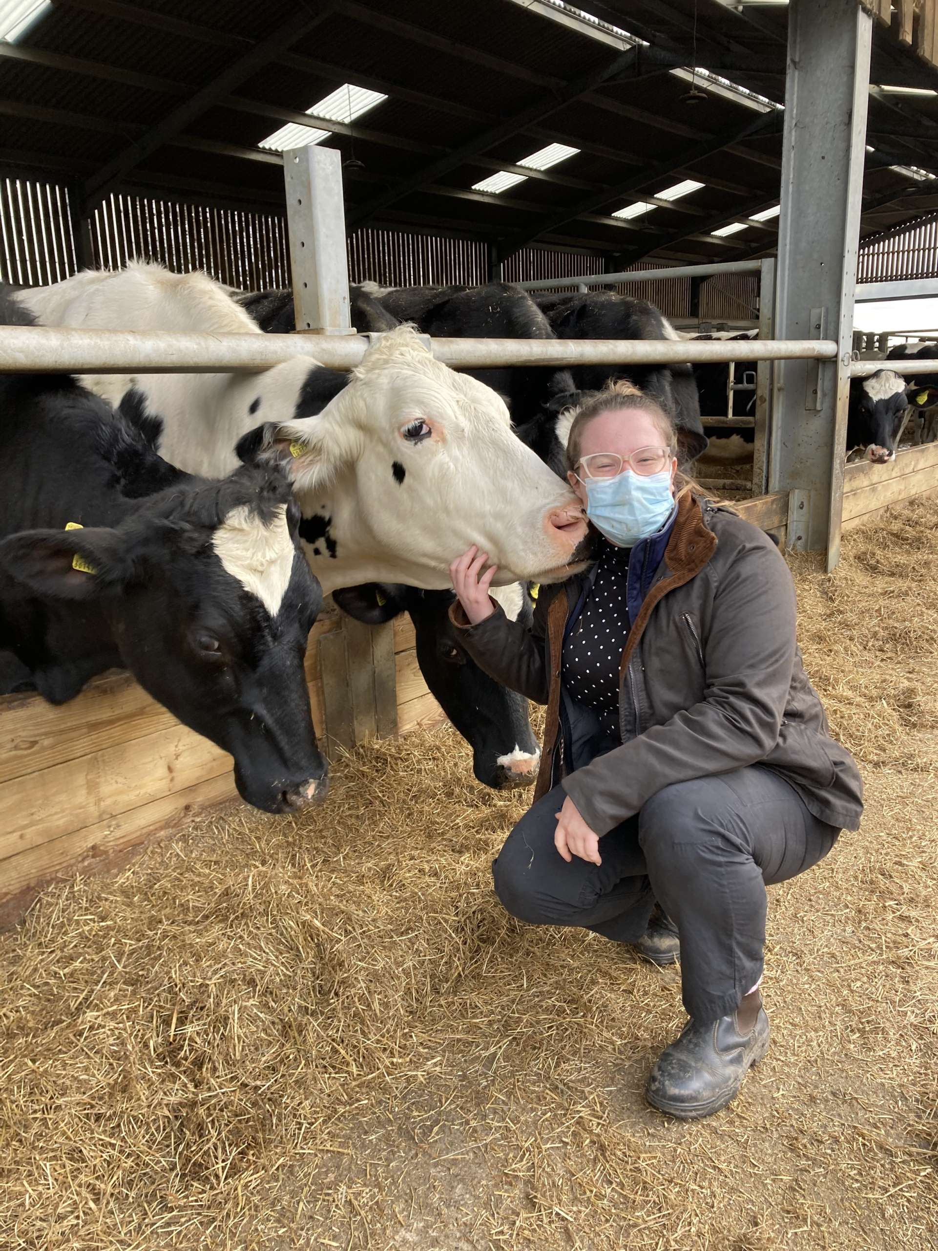 U of G’s WorldRenowned Dairy Cattle Welfare Program Virtual This Year U of G News