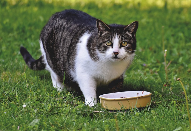 U of G Researchers First to Study Health Effects of Vegan Diets on Cats
