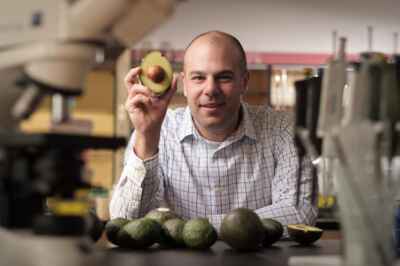 Avocado Discovery May Point to Leukemia Treatment: U of G Researcher
