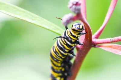 Neonic-Treated Milkweed an ‘Ecological Trap’ for Monarchs, U of G Studies Suggest
