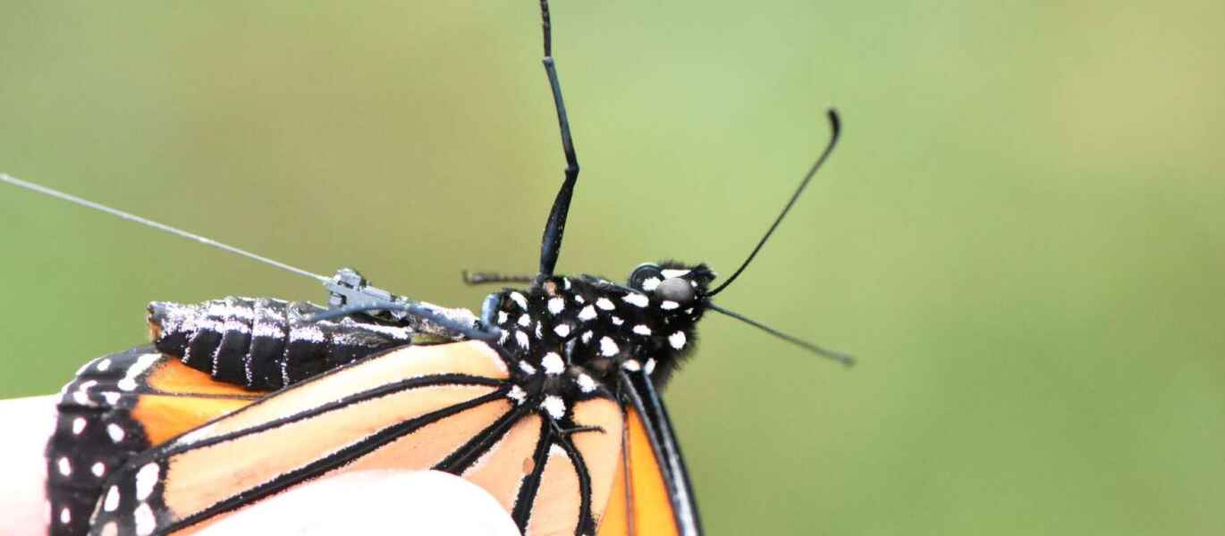 Closeup photo of a monarch with a wired transmitter on its thorax