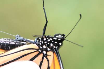 Monarchs Raised in Captivity Can Orient Themselves for Migration, U of G Study Reveals