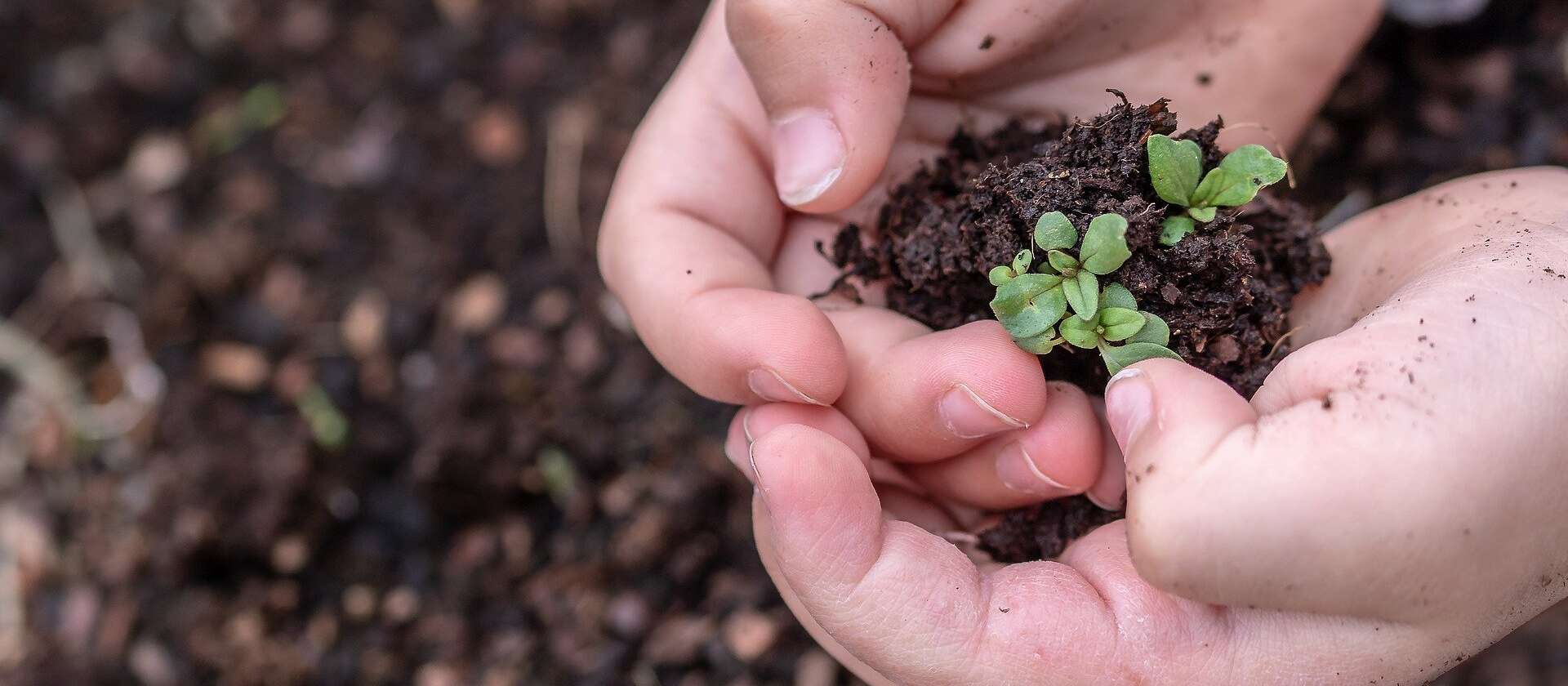 a pair of hands holds a handful of soil