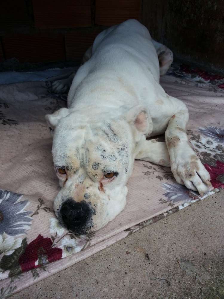 A sick dog laying on its stomach