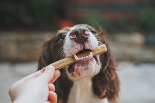 Dog eating a treat