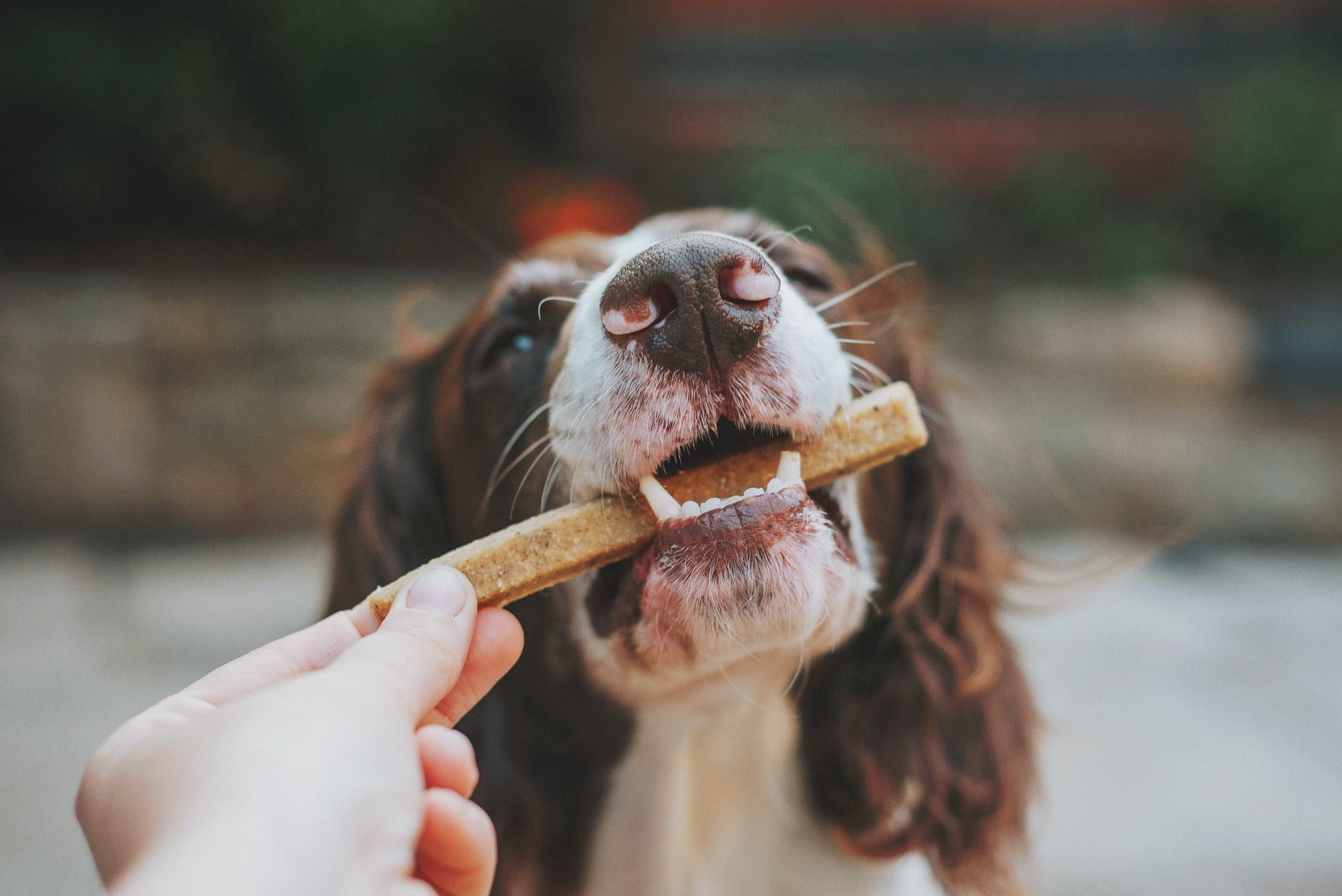 Dogs on Diets Similar to Their Owners’, U of G Global Study Reveals