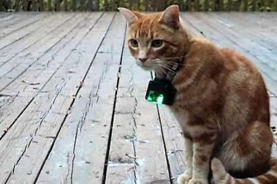 Researchers Using ‘Catcams’ to Study Felines’ Outdoor Behaviour