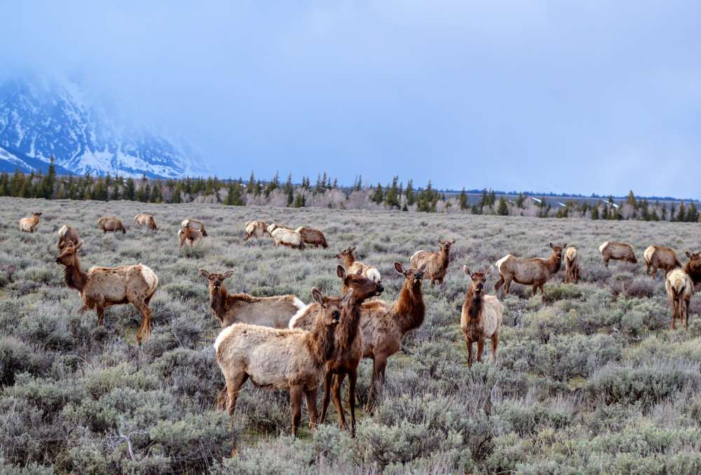 A herd of elk in a meadow near a mountain