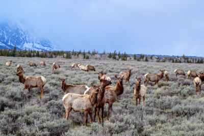 U of G Researcher Among International Team Creating a Global Map of Hooved Mammal Migrations