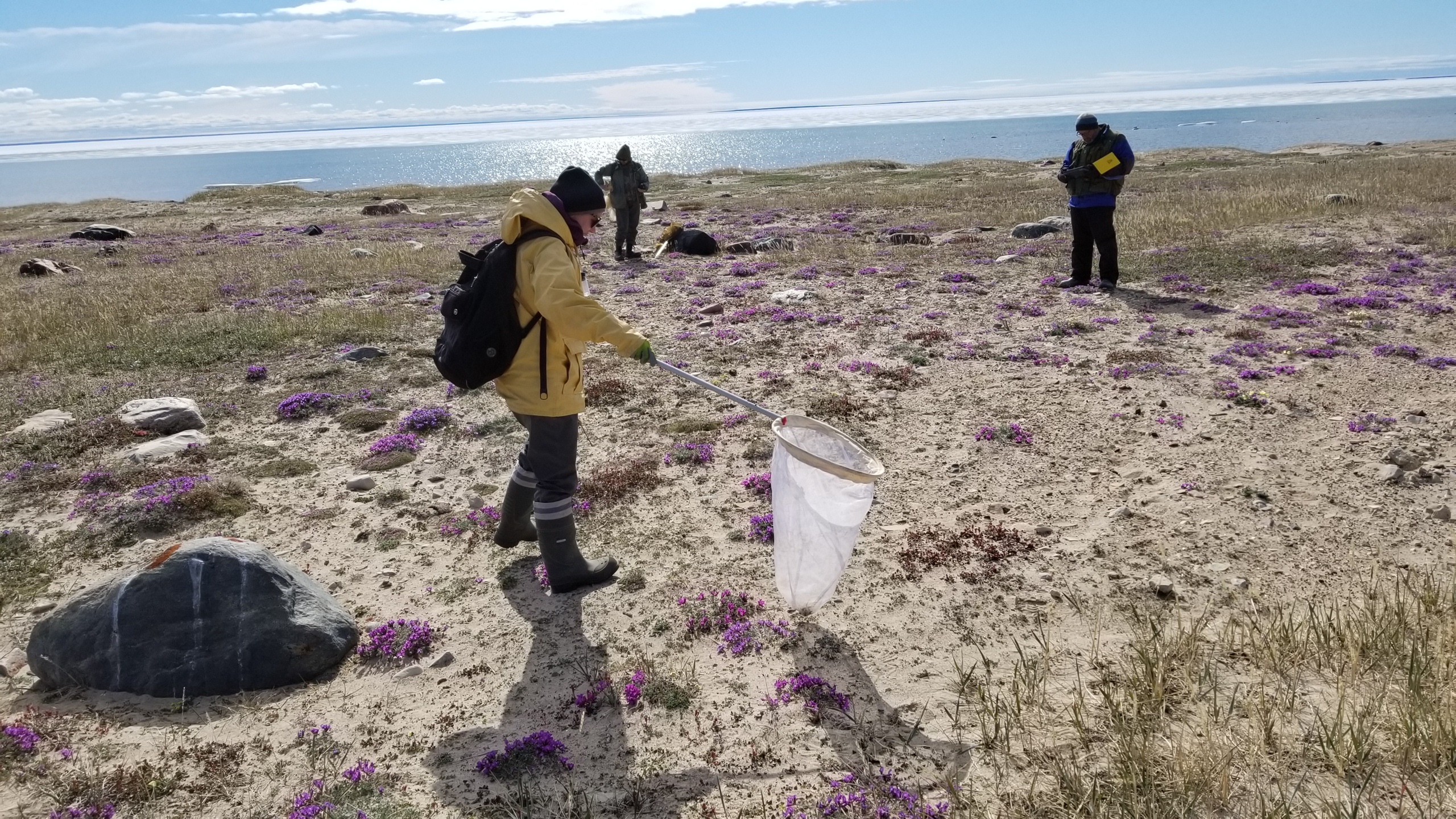 Four members of an Arctic BIOSCAN team scan the ground for arthropods