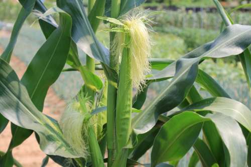corn on the stalked with yellow silk coming out of the top