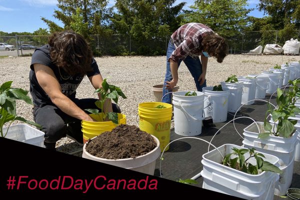Food Science Students Creating Two New U of G Hot Sauces