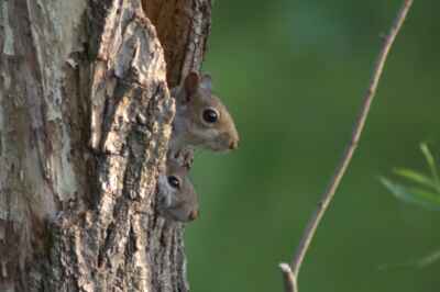 Newsweek features U of G Research on Squirrels