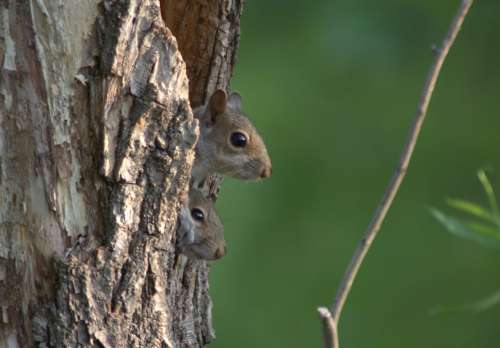 Two squirrels in a hole in a tree
