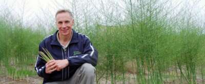 U of G Asparagus Research Yielding Strong, Successful Varieties