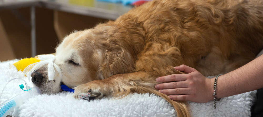 A golden retriever sleeps on an examination table