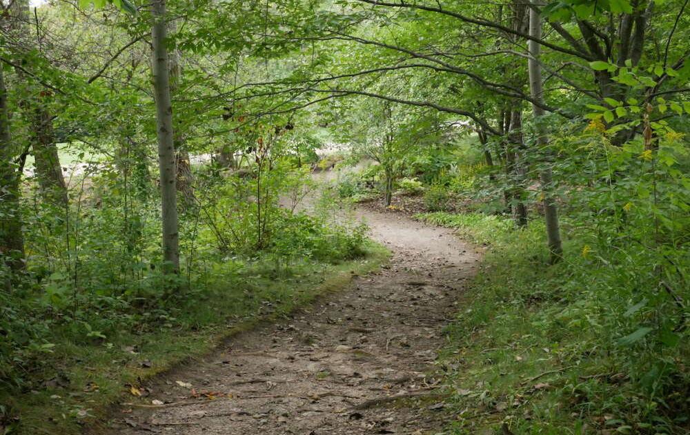 A path through the U of G Arboretum