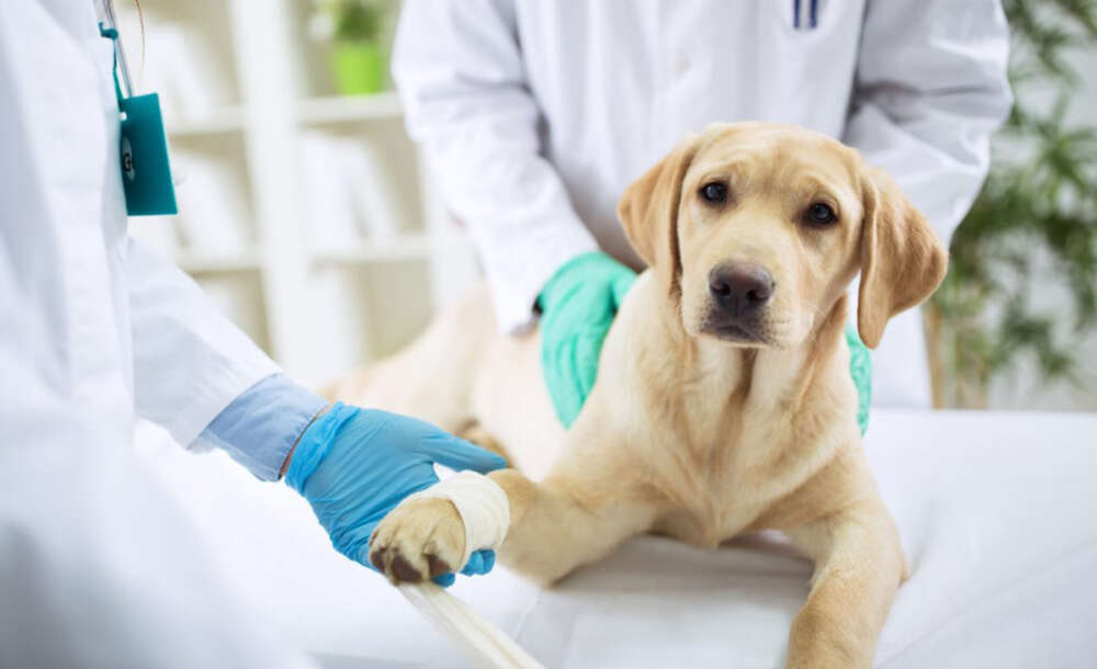 Two vets apply a bandage to a yellow lab's paw