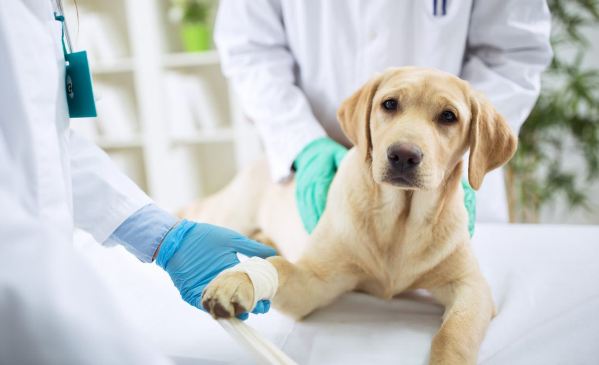 Veterinarians Shortening Antibiotic Prescriptions for UTIs in Dogs, U of G Study Finds