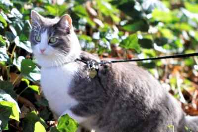 Outdoor Cats Need Firmer Leash in Popular Press, Says U of G Study