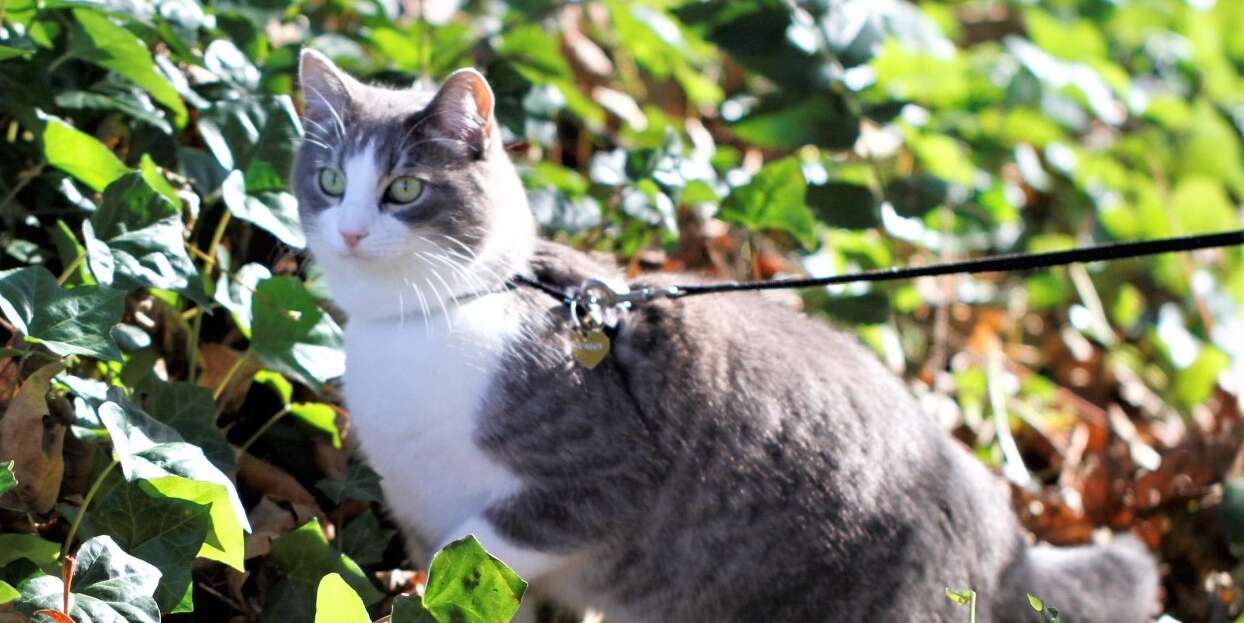 A cat on a leash stands among leaves