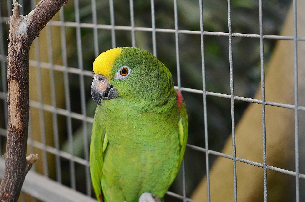 U of G Parrot Research Makes Headlines
