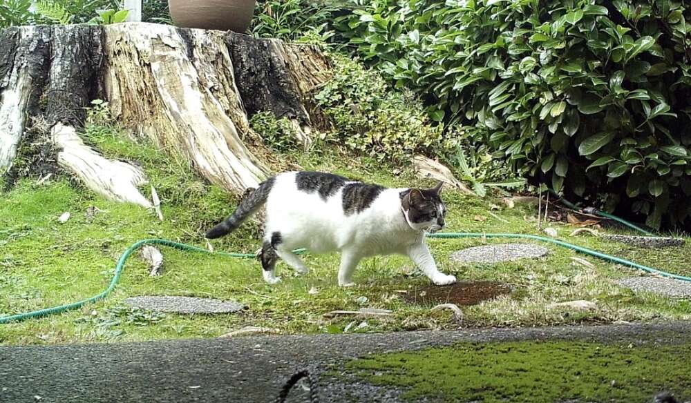 An outdoor cat roams through a Vancouver backyard