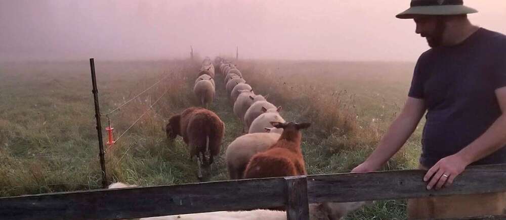 A man holds open a gate to let sheep into a foggy field