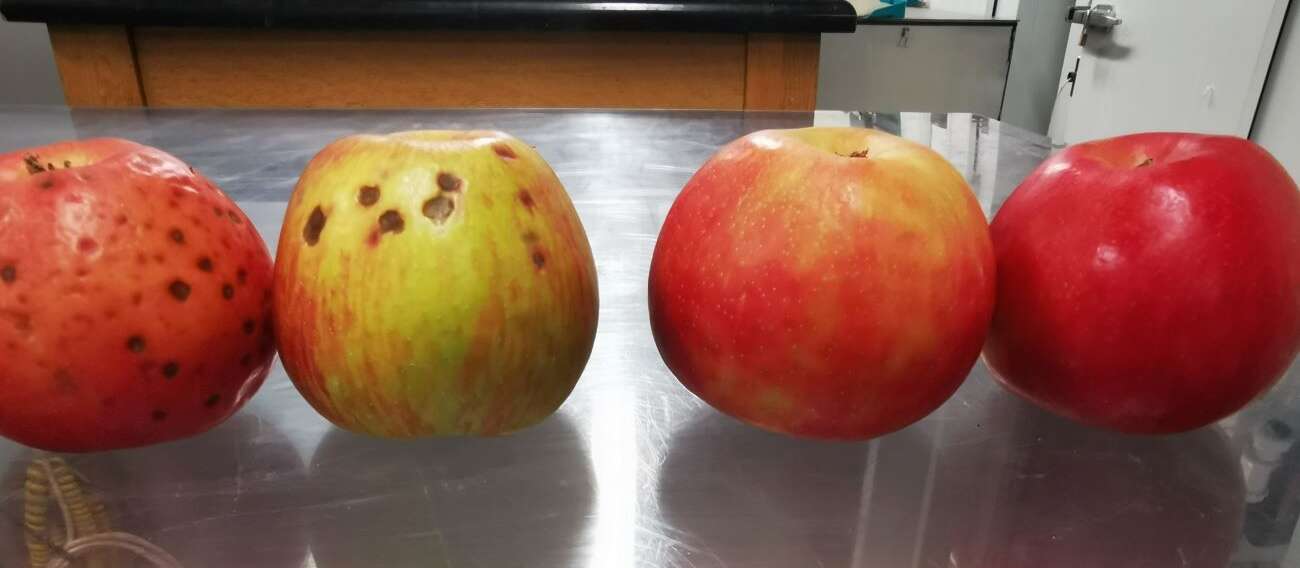 Hexanal Cuts Post-Harvest Apple Spoilage, Say U of G Researchers