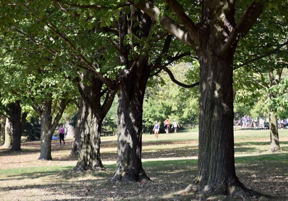 Row of mature maples on lawn