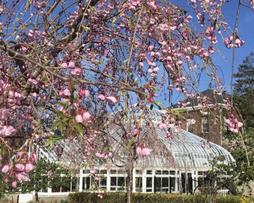 Pink tree blossoms and the roof of the conservatory in the Conservatory Garden