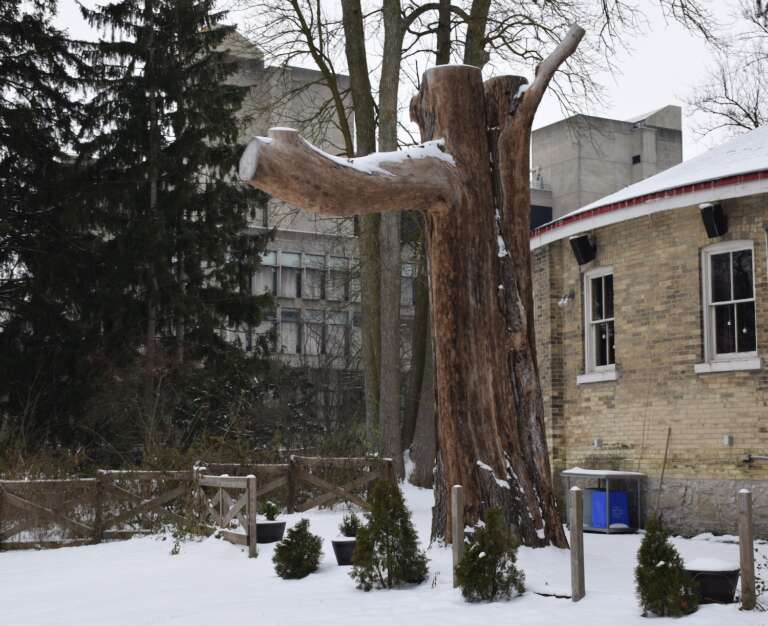 A very old tree with all its limbs gone