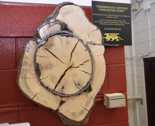 A round cut of an old tree with a thick cable embedded in it