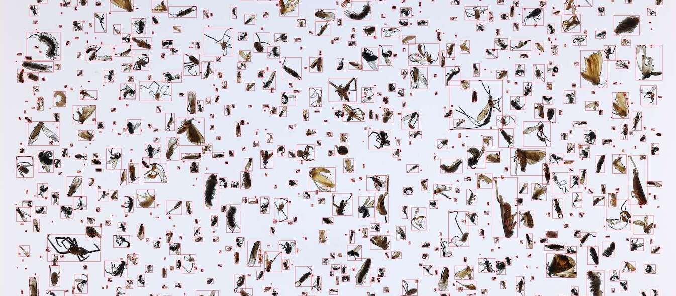 Picture of an array of insects on a white background