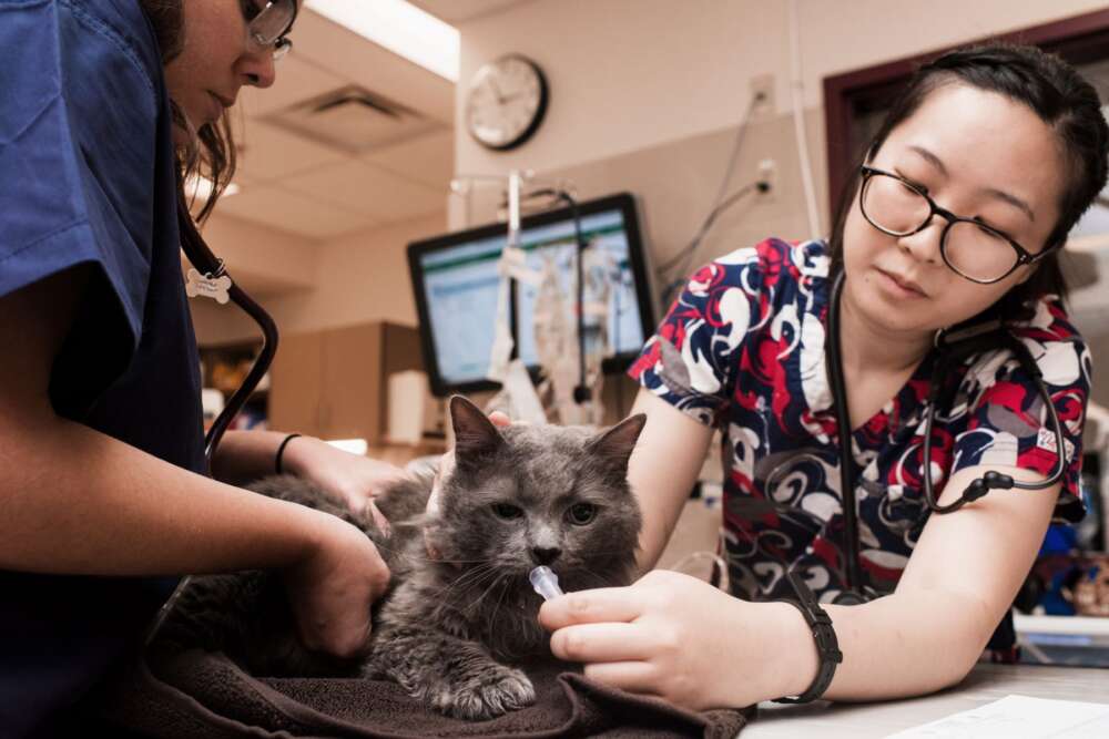 Two health professionals attend to a cat in the ICU